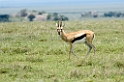Serengeti Kop Thomson Gazelle01